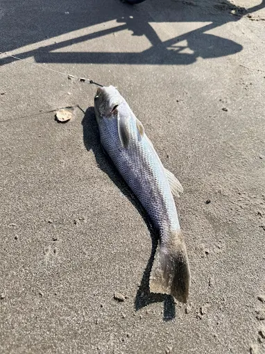A fish on the sand reflects fishing tackle rental Charleston SC from Charleston Fishing Rentals in Isle of Palms, South Carolina.