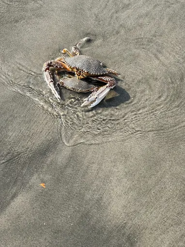 A crab on the beach reflects crabbing gear rental Charleston from Charleston Fishing Rentals.