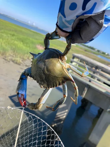 A crab from a net reflects crabbing gear rental Charleston from Charleston Fishing Rentals in Isle of Palms, South Carolina.