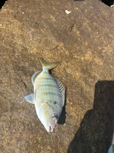 A fish on the sand shows results from fishing tackle rental Charleston SC by Charleston Fishing Rentals.