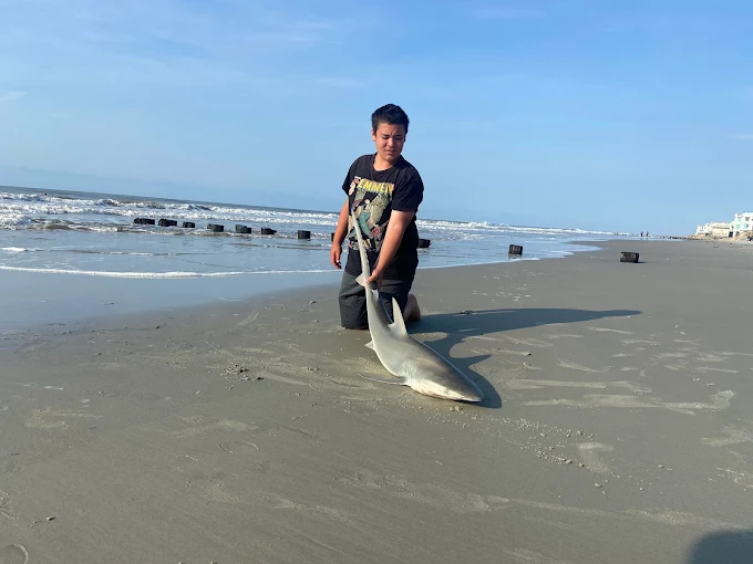 A shark catch on the beach reflects shark fishing gear rental Charleston by Charleston Fishing Rentals in Isle of Palms, South Carolina.