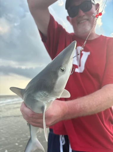 A shark catch on the beach shows shark fishing gear rental Charleston from Charleston Fishing Rentals in Isle of Palms, South Carolina.
